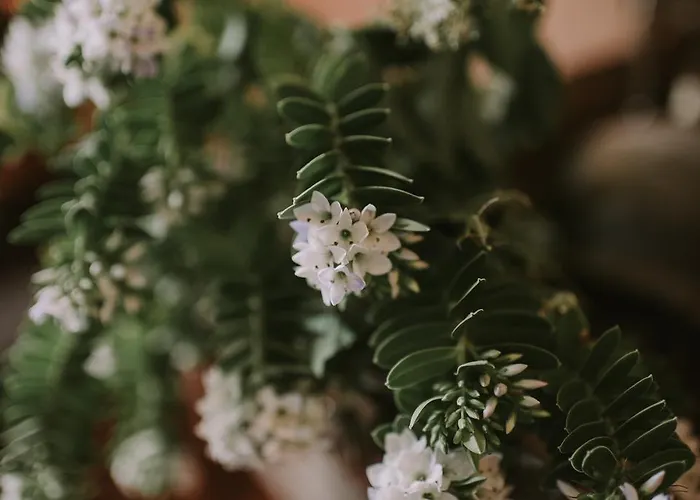 Szálloda Royal Valentia Knights Town